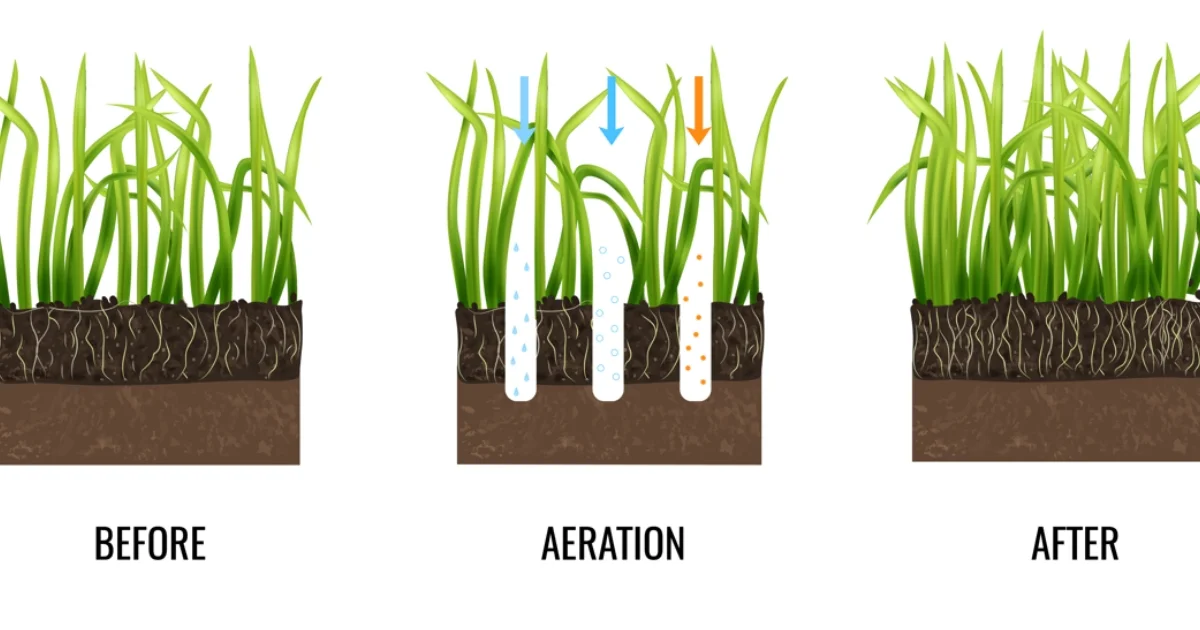 Diagram showing lawn health before, during, and after aeration, highlighting improved soil penetration and root growth after treatment.
